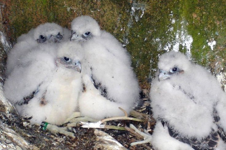 Falcons in North Carolina