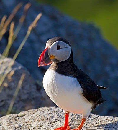 atlantic feather and down