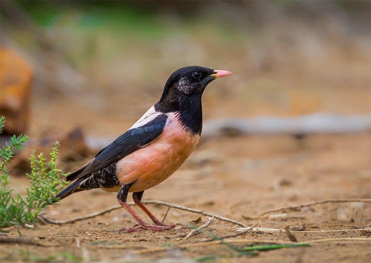 Rosy Starling Pastor Roseus The Pinkest Bird In The World 