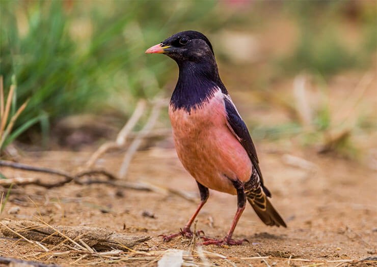 Pink Starling Bird