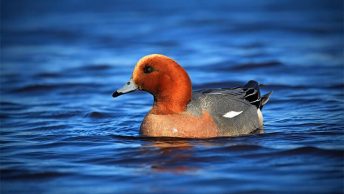 Eurasian wigeon