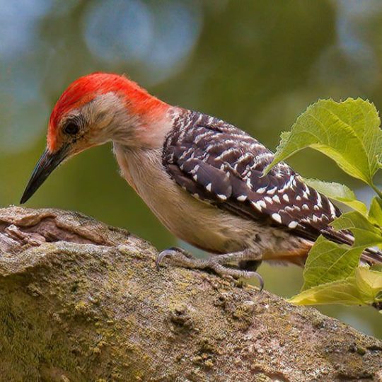 The 8 Woodpecker Species of Missouri Those That Remain