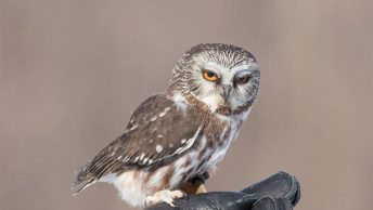 Northern saw-whet owl
