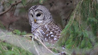 Barred owl