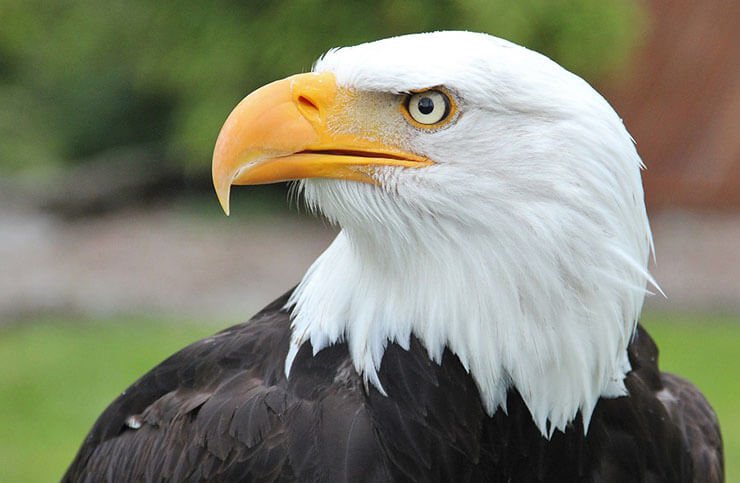 Eagles In Virginia With Pictures 
