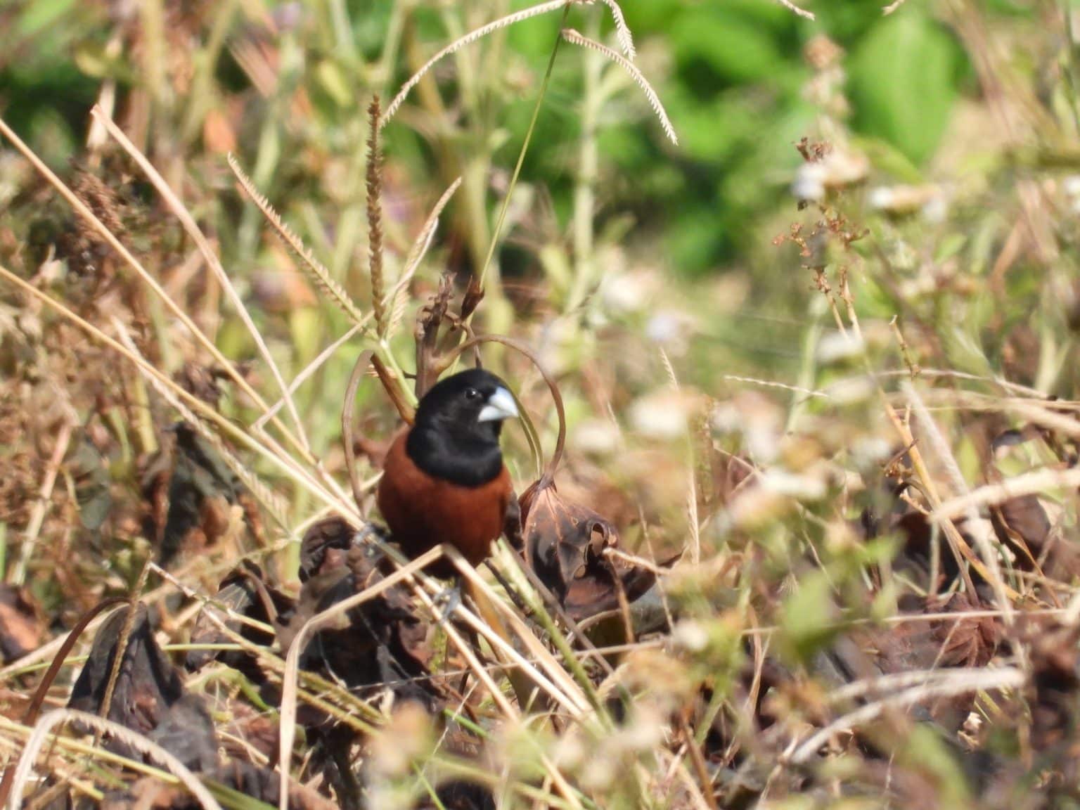 Backyard Birds of Hawaii Abundant Exotics