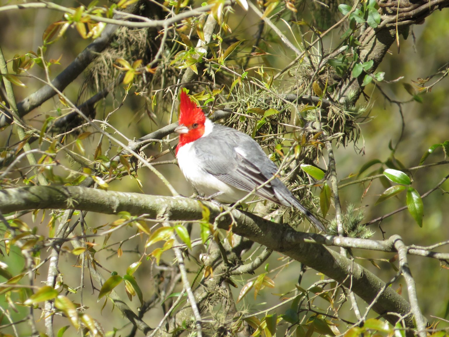 Backyard Birds of Hawaii Abundant Exotics