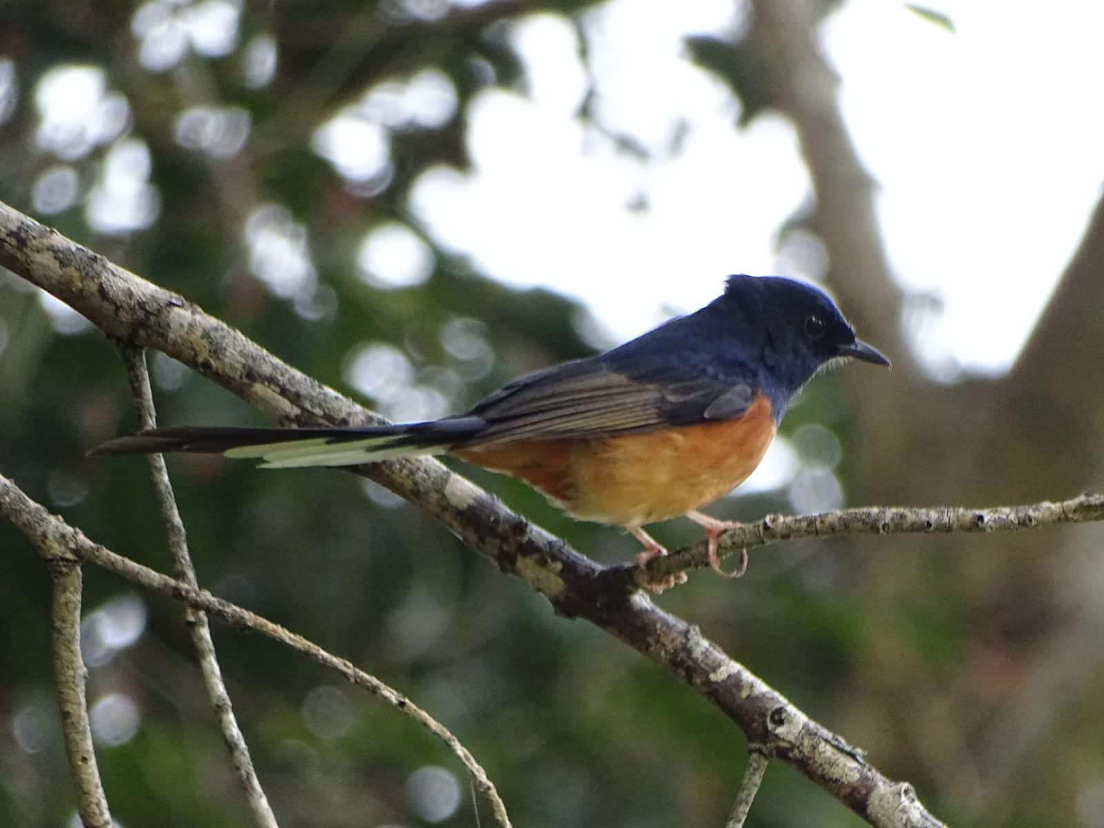 Backyard Birds of Hawaii Abundant Exotics