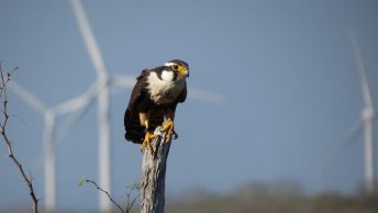 Aplomado Falcon