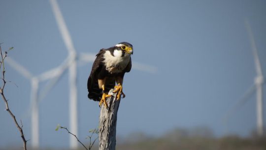 Aplomado Falcon