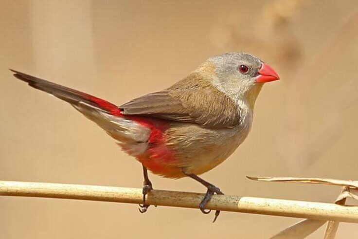 The 74 African Finches