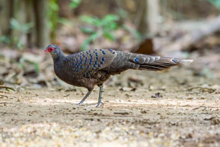 6 Birds Similar To Peacocks