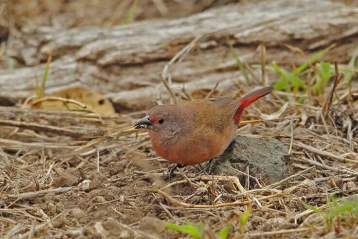 The 74 African Finches
