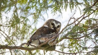 A close-up photo of the shy Northern Saw-Whet Owl