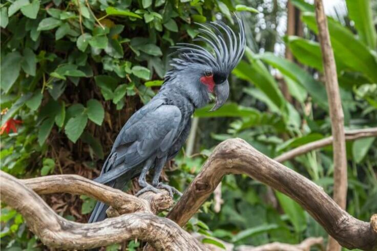 15 Stunning Birds With Mohawks (Including Pictures)