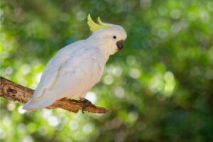 Australasian Cockatoos (Cacatuidae family)