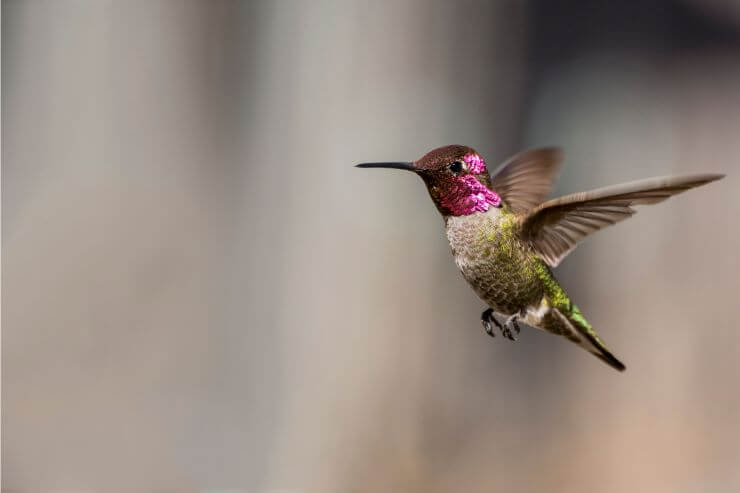 An Anna's Hummingbird 