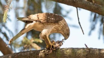 A Cooper’s Hawk eating its prey on a branch