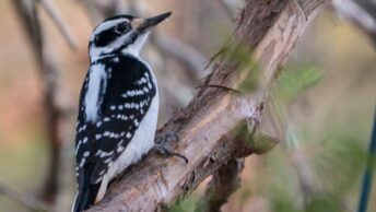 The Hairy Woodpecker sitting in a tree