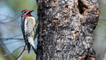 A Yellow-Bellied Sapsucker and its shallow holes