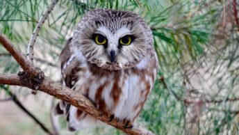 A sleepy looking Northen-Saw whet owl sitting on a branch.