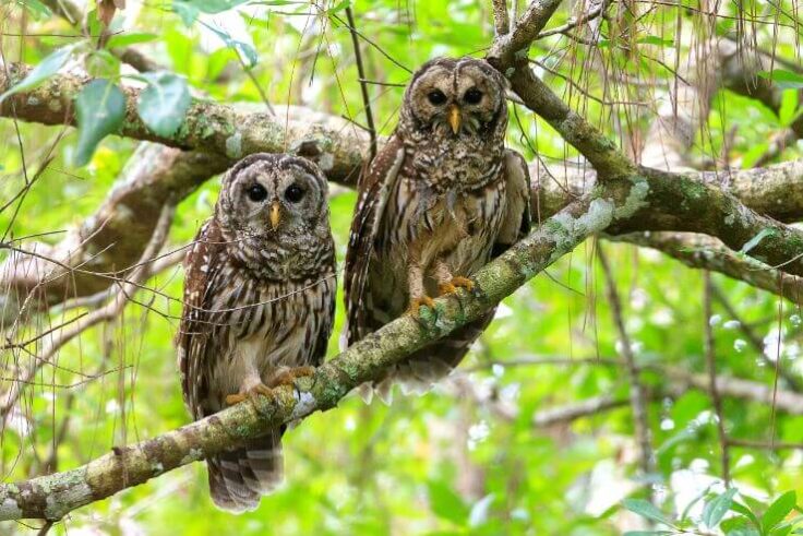 10 Owls in Oklahoma (with Pictures)