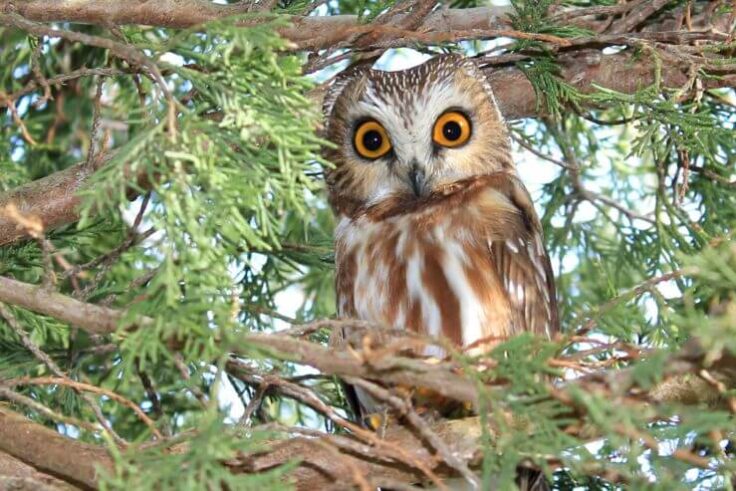 10 Owls in Oklahoma (with Pictures)