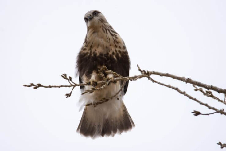 13 Hawks in New Mexico (With Pictures)