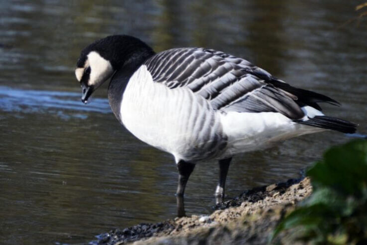 26 Black and White Birds in the UK (With Pictures)