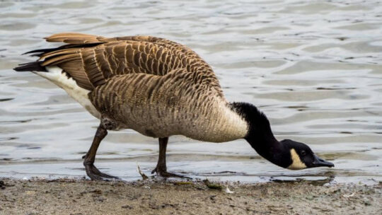 Canada Goose
