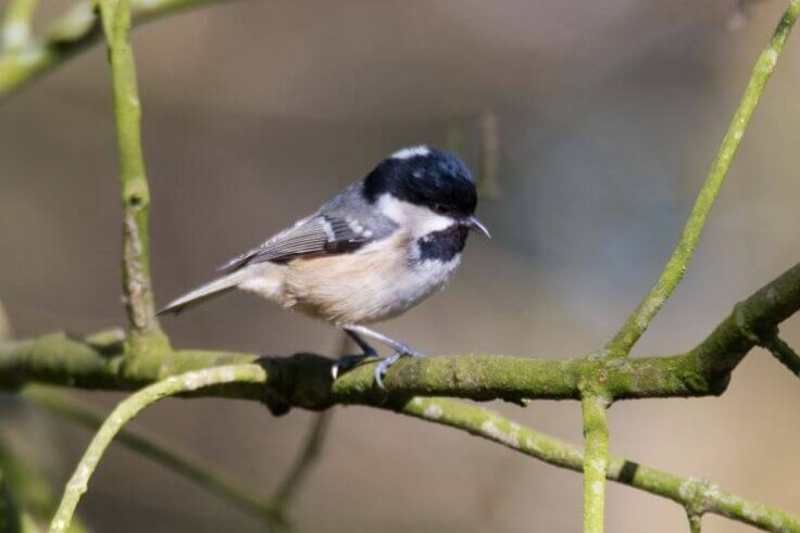 26 Black and White Birds in the UK (With Pictures)