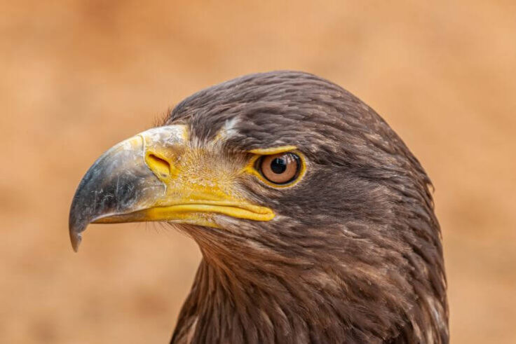 Eagles in Indiana (With Pictures) - Avibirds.com