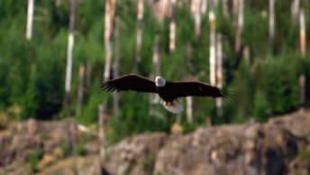 A close up photo of a Bald Eagle gliding over the water