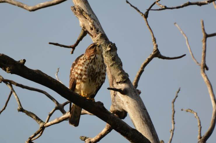 A Cooper’s Hawk