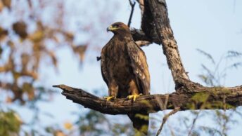 A Golden Eagle sitting on a branch, taking a break