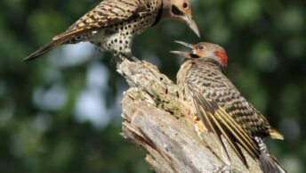 Northern Flicker