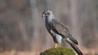 A Northern Goshawk standing on a log