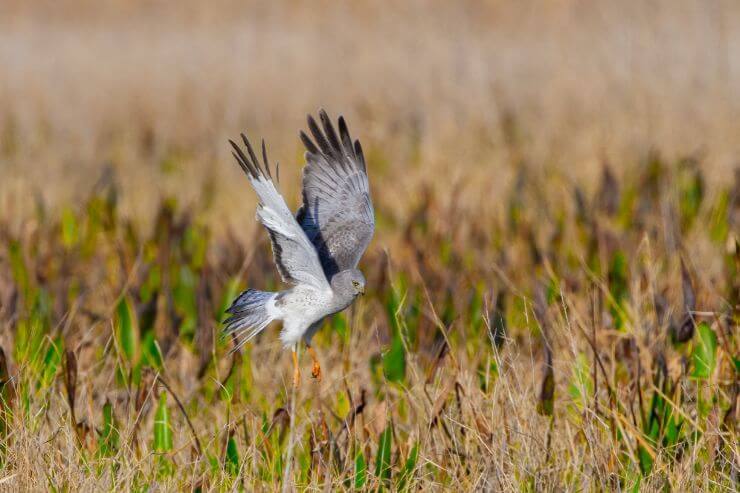 A Northern Harrier hunting in tall vegetation