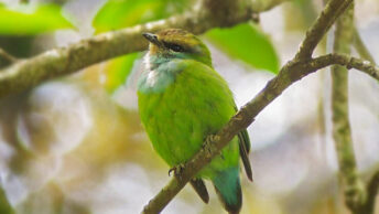 African green broadbill