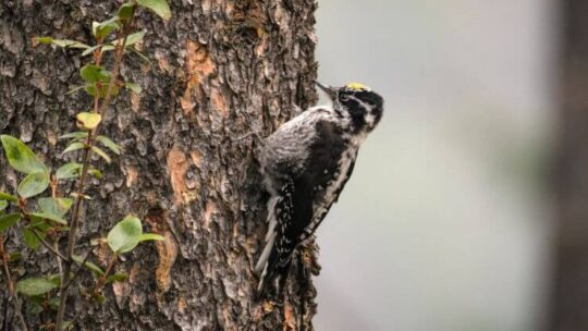 An American Tree-Toed Woodpecker sitting in a tree