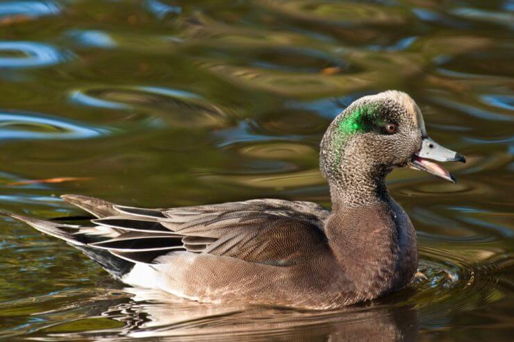 Close-up of a swimming American Wigeon quacking