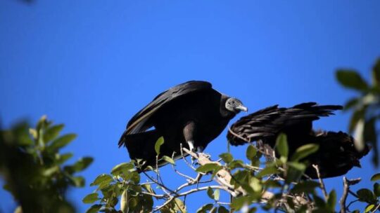 A Black Vulture sitting in a tree