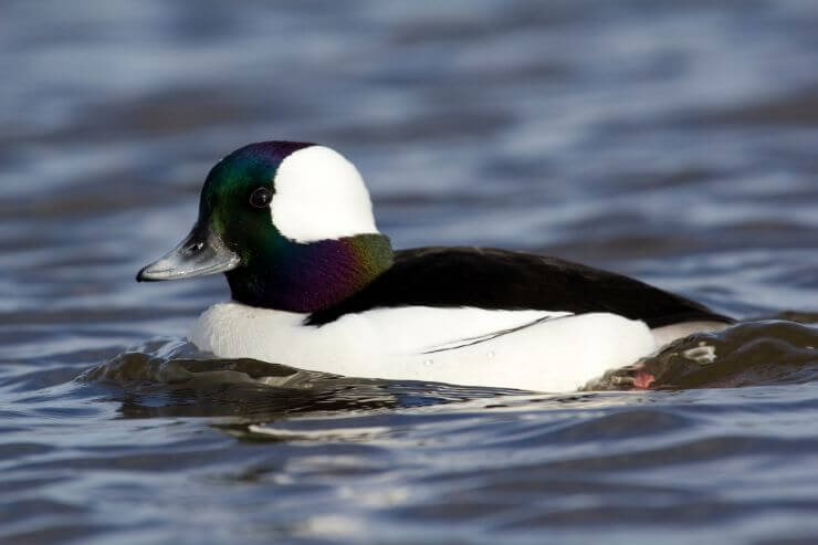 Close-up photo of a male Bufflehead