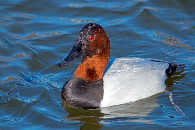 Close-up photo of a male Canvasback