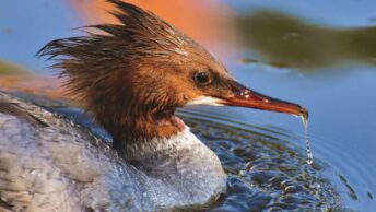 A close up photo of a Common Merganser