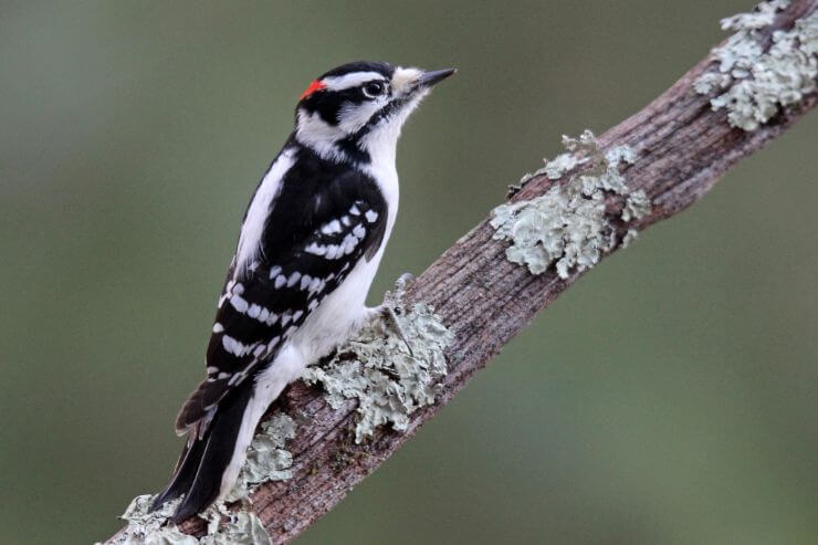 A Downy Woodpecker sitting on a stick with lichen