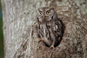 6 Owls in North Carolina (With Pictures) - Avibirds.com
