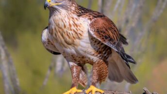 A Ferruginous Hawk sitting on a branch