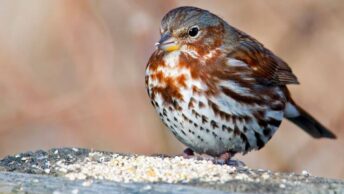 Fox Sparrow