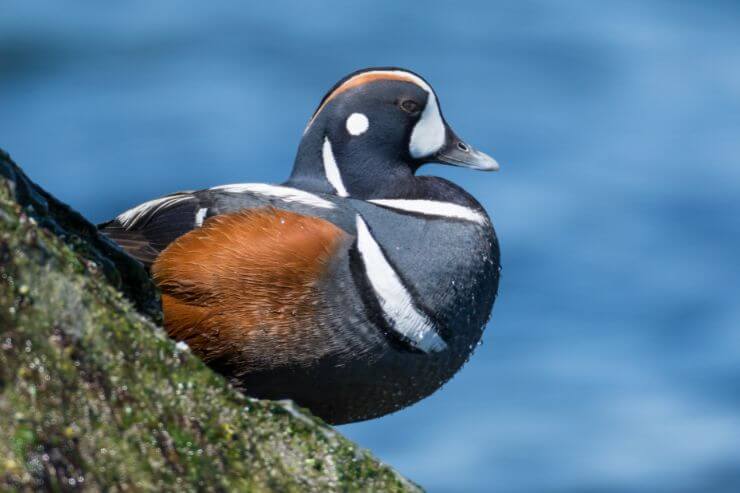 A close up of a Harlequin Duck